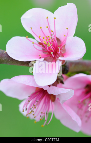 Ramoscello con Peach Blossoms (Prunus persica) Foto Stock