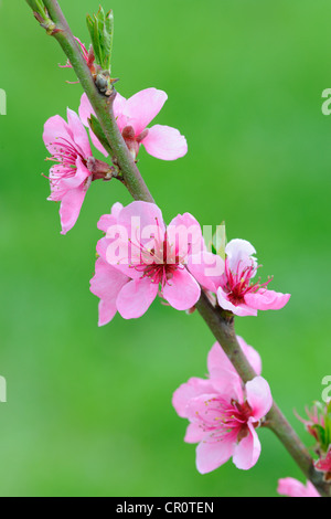 Ramoscello con Peach Blossoms (Prunus persica) Foto Stock