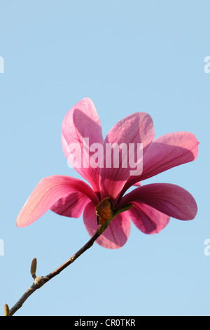 Fiore di una magnolia (Magnolia), Heaven Scent specie Foto Stock