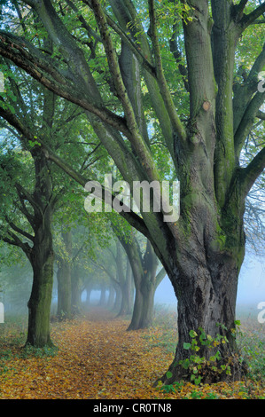 Grandi lasciava tiglio (Tilia platyphyllos) in autunno Foto Stock