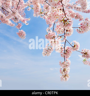 Stati Uniti d'America, Washington DC, ciliegio in fiore Foto Stock