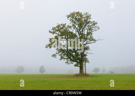 Inglese Quercia farnia, o di rovere francese (Quercus robur) nella nebbia, sollevato nascondere, Svevo, Baden-Wuerttemberg Foto Stock