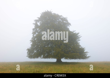 Europea di faggio (Fagus sylvatica) nella nebbia, Svevo, Baden-Wuerttemberg, Germania, Europa Foto Stock