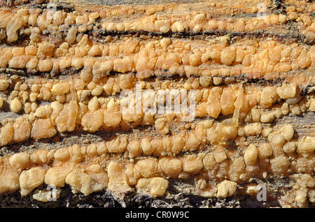 Resina di pino sul tronco di un caduto pino, grande bacino bristlecone pine (Pinus longaeva), bacino selvatico Foto Stock
