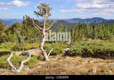 Bristlecone Pine Forest, foresta di lunga vita Grande Bacino Bristlecone pini (Pinus longaeva), Mt. Golia Area Naturale Foto Stock