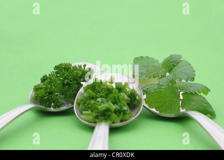 Erbe aromatiche fresche, prezzemolo, erba cipollina, menta, sul vecchio cucchiai Foto Stock