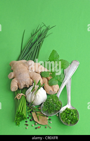 Le erbe aromatiche e le spezie, zenzero, erba cipollina, aglio, rosmarino, prezzemolo, pepe e la foglia di alloro, menta Foto Stock