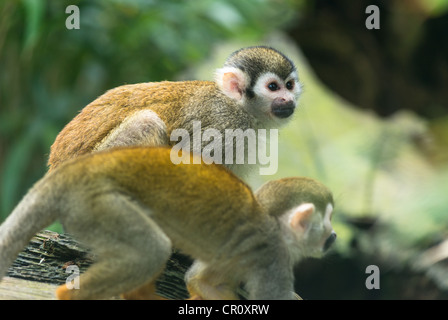 Comune di scimmie scoiattolo (Saimiri sciureus). Foto Stock