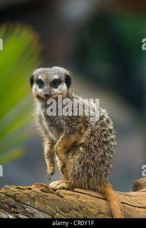 MEERKATS o SURICATES Suricata suricatta Foto Stock