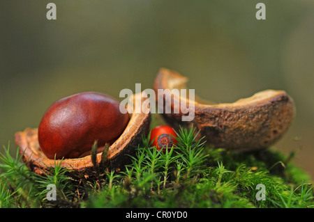 Autunno ancora in vita con Ippocastano (Aesculus hippocastanum) Foto Stock