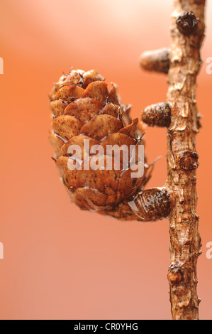 Pigna, pino silvestre (Pinus sylvestris), tema autunnale Foto Stock