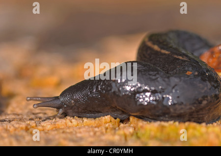 Nero Slug Keelback (Limax cinereoniger) su un ceppo di albero Foto Stock