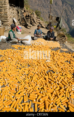Il Nepal, zona di Bagmati, Langtang National Park, Thulo Syabru Foto Stock