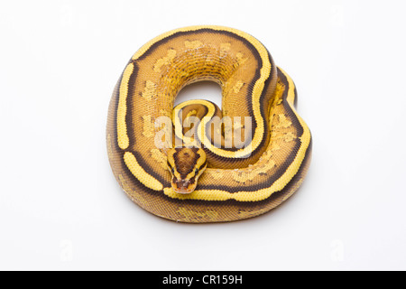 Royal Python (Python regius), Superstripe, maschio, Markus Theimer rettile allevamento, Austria Foto Stock