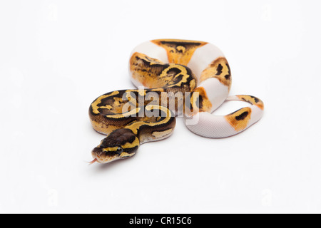 Pastel pezzati palla Python o Royal Python (Python regius), femmina Foto Stock