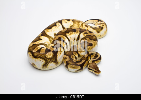 Zucchero pastello palla Python o Royal Python (Python regius), femmina Foto Stock