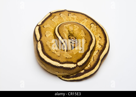 Sfera Superstripe Python o Royal Python (Python regius), maschio Foto Stock