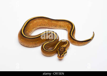 Sfera Superstripe Python o Royal Python (Python regius), maschio Foto Stock