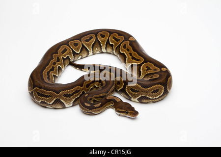 Nero sfera pastello o Python Python Royal (Python regius) Foto Stock