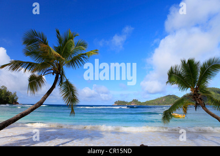 Palma da cocco (Cocos nucifera) sulla spiaggia, Isola di Mahe, Seychelles, Africa, Oceano Indiano Foto Stock