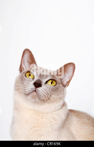 Gatto birmano, ritratto Foto Stock
