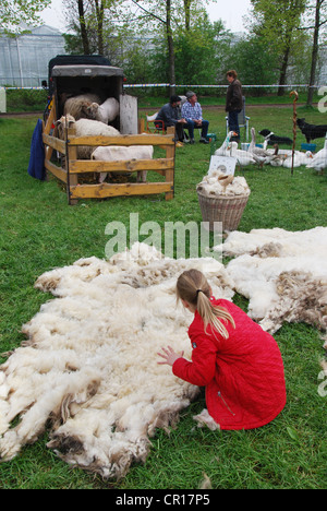 La tosatura delle pecore in corso Foto Stock