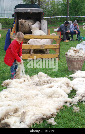 La tosatura delle pecore in corso Foto Stock