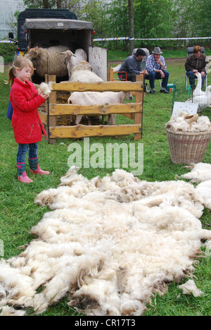 La tosatura delle pecore in corso Foto Stock