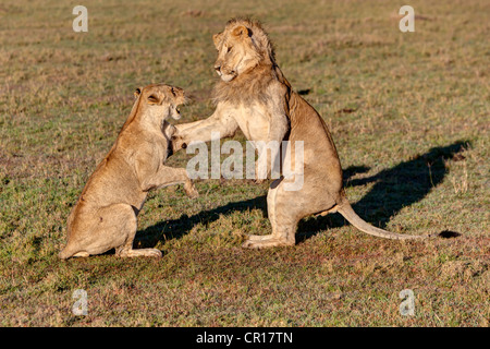 Leone e Leonessa (Panthera leo) combattimenti, Masai Mara riserva nazionale, Kenya, Africa orientale, Africa, PublicGround Foto Stock