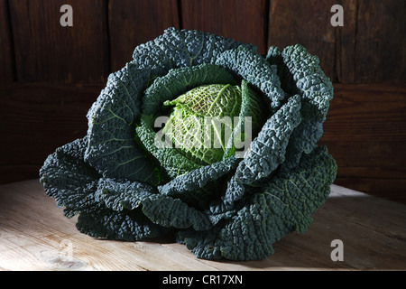 Cavolo verza (Brassica oleracea convar. Capitata var. sabauda L.), su un rustico di una superficie di legno Foto Stock