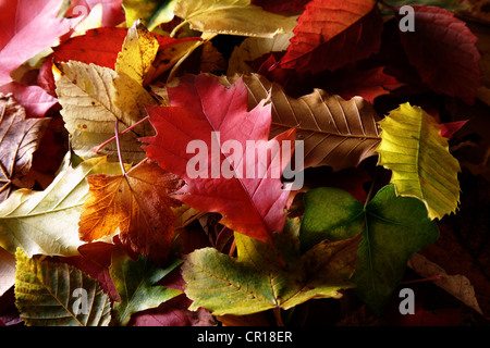 Autunno-foglie colorate di vari alberi decidui Foto Stock