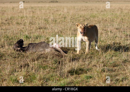 Lion (Panthera leo) mangiando un blu Gnu (Connochaetes taurinus), il Masai Mara riserva nazionale, Kenya, Africa orientale, Africa Foto Stock