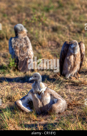 White-backed grifone (Gyps africanus), il Masai Mara riserva nazionale, Kenya, Africa orientale, Africa, PublicGround Foto Stock