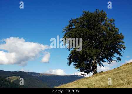 Vecchia Unione faggio (Fagus sylvatica) su Hasenhorn montagna vicino a Todtnau, monte Feldberg sul retro, 1498m Foto Stock