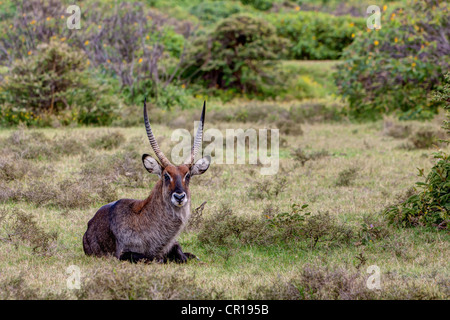 Waterbuck (Kobus ellipsiprymnus), il lago Naivasha, Kenya, Africa orientale, Africa, PublicGround Foto Stock