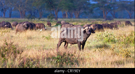 Bufali africani (Syncerus caffer) nella luce del mattino, Lake Nakuru National Park, Kenya, Africa Orientale, PublicGround Foto Stock