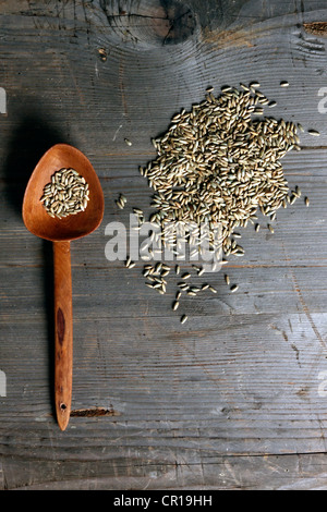I chicchi di segale (Secale cereale) con un cucchiaio di legno su un rustico di una superficie di legno Foto Stock
