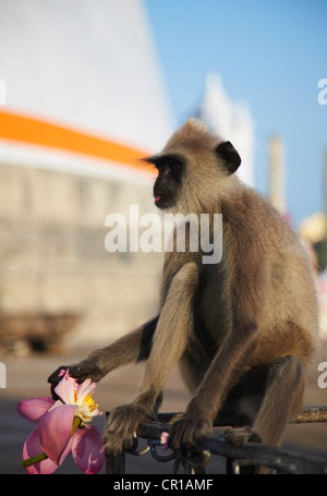 Grigio a langur Ruvanvelisaya Dagoba, Anuradhapura (Patrimonio Mondiale dell'UNESCO), Nord provincia centrale, Sri Lanka Foto Stock