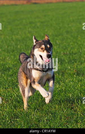 Esecuzione di giovani Siberian Husky cane (Canis lupus familiaris) maschio, ritratto, cane domestico Foto Stock