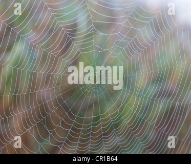 Spider Web con rugiada di mattina, il lago Staffelsee, Seehausen, Murnau, Alta Baviera, Baviera, Germania, Europa PublicGround Foto Stock