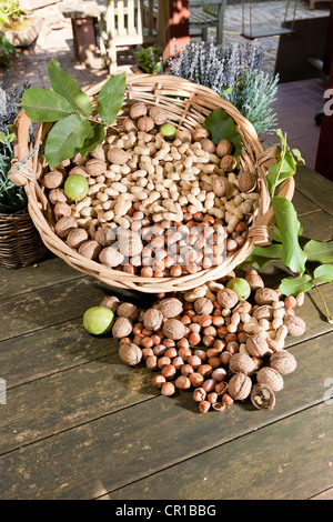 Cesto in Vimini con dadi misti, noci (Juglans regia), arachidi (Arachis hypogaea) e nocciole (Corylus avellana) su un rustico Foto Stock