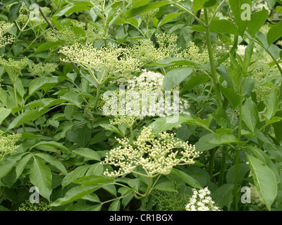 Il sambuco nero con fioriture / Sambucus nigra / Schwarzer Holunder mit Blüten Foto Stock