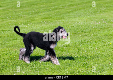 Afghan Hound (Canis lupus familiaris), cucciolo femmina Foto Stock