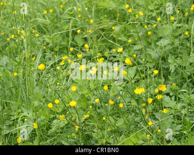Ranuncolo strisciante / Ranunculus repens / Kriechender Hahnenfuß Foto Stock