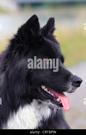 Cane (Canis lupus familiaris), maschio, Mongrel, ritratto Foto Stock