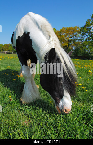 Irish Tinker cavallo (Equus przewalskii f. caballus), stallone Foto Stock