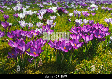 Fioritura viola e bianco di crochi (crocus vernus ibridi) su un crocus prato in primavera Foto Stock