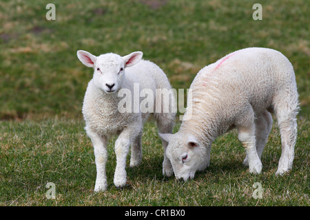 Due agnelli, Pasqua agnelli, gli animali domestici delle specie ovina (Ovis ammon f. Ariete, Gemelli, Schleswig-Holstein, Germania, Europa Foto Stock