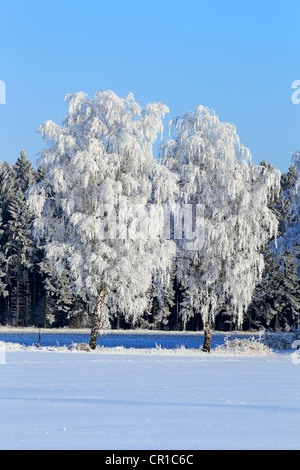 Frost-coperta di betulle in un paesaggio ricoperto di neve in inverno, Schleswig-Holstein, Germania, Europa Foto Stock