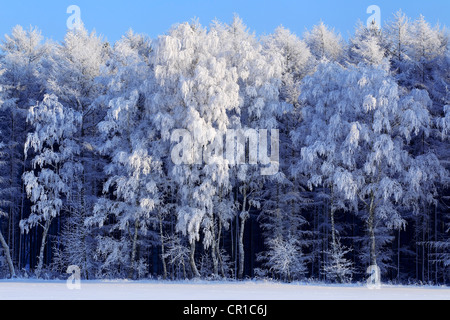 Frost-coperta di betulle e altri alberi sul bordo di una foresta in un paesaggio ricoperto di neve in inverno, Schleswig-Holstein Foto Stock